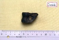 藏品(鹿距骨一塊)的圖片